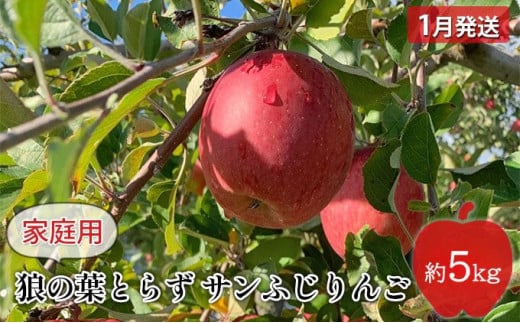 りんご 【 1月発送 】狼の葉とらず サンふじりんご 家庭用 約 5kg 【 弘前市産 青森りんご 】 894018 - 青森県弘前市