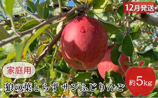 りんご 【 12月発送 】狼の葉とらず サンふじりんご 家庭用 約 5kg 【 弘前市産 青森りんご 】 894017 - 青森県弘前市