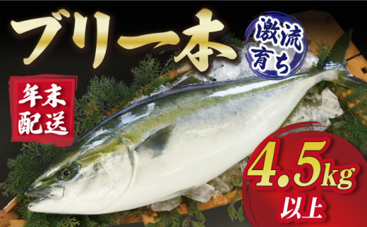 12/27～12/30にお届け】【着日指定必須】 上五島産 ブリ 一本 （4.5kg