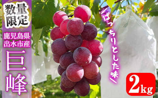 i855 ≪数量・期間限定≫巨峰(計2kg) ぶどう 果物 くだもの 巨峰 葡萄 旬 歯ごたえ 冷蔵 フルーツ 鹿児島県産 出水市[山門ぶどう園]