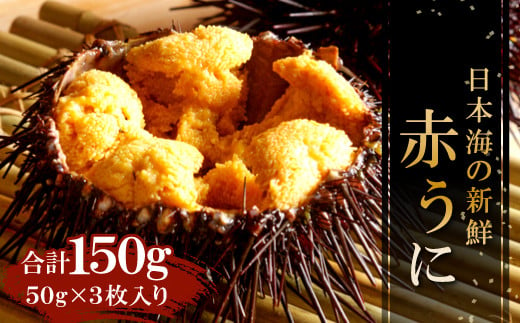日本海の新鮮な、なめらかで上品な甘さと味わいが特徴の赤うにを堪能できます。