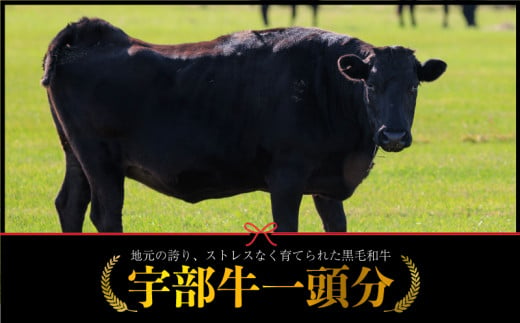 [数量限定]宇部牛 一頭分 黒毛和牛 A5ランク 冷蔵 約300kg "シャトーブリアンから牛タン、ホルモンまで、食べてみっちゃ、おいしいけえ"