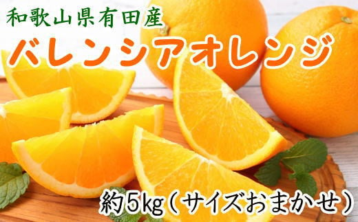  和歌山県有田産バレンシアオレンジ約5kg（サイズおまかせ）※2025年6月下旬～2025年7月下旬頃順次発送予定（お届け日指定不可） / 果物 オレンジ フルーツ 蜜柑 みかん 【tec926A】 1418334 - 和歌山県紀美野町