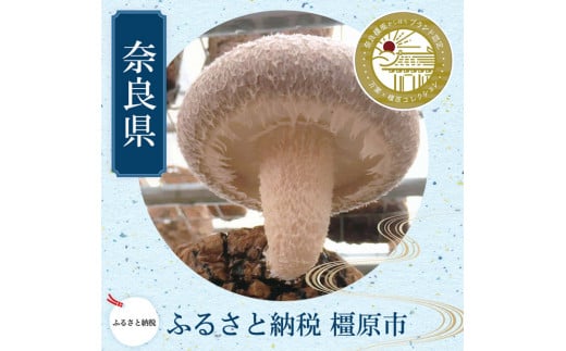 橿原市産 採れたての生しいたけ（菌床） 約700g箱（5～10枚程度）×2箱を発送します ※2024年11月上旬頃～2025年3月下旬頃に順次発送予定 760038 - 奈良県橿原市