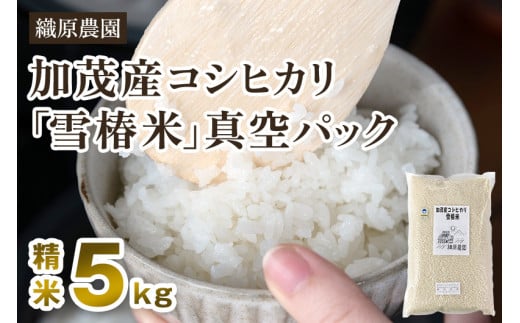 【令和6年産新米先行予約】新潟産コシヒカリ「雪椿米」特別栽培米 精米5kg 白米真空パック 従来品種コシヒカリ 加茂市 織原農園 248557 - 新潟県加茂市