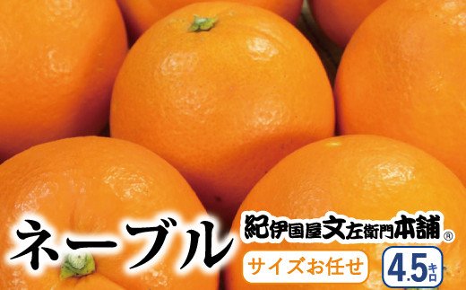  ネーブル 約4.5kg サイズおまかせ　※2025年1月中旬～2月上旬頃に順次発送予定(お届け日指定不可) 紀伊国屋文左衛門本舗 / ネーブル 蜜柑 みかん 柑橘 オレンジ 果物 フルーツ【kmtb431B】 1030385 - 和歌山県紀美野町