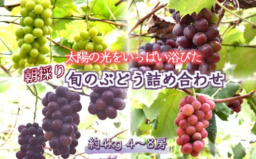 旬のぶどう詰め合わせ 2品種以上 約4kg 4～8房【数量限定】 1028903