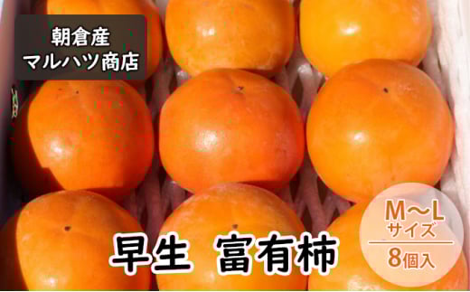 柿 富有柿 早生 M～Lサイズ×8個入 マルハツ商店