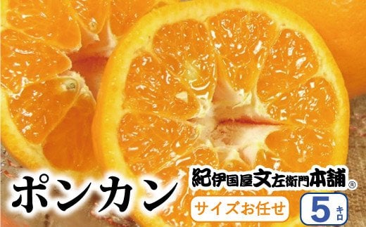  ポンカン 約5kg / サイズおまかせ　※2026年1月下旬～2026年2月下旬頃に順次発送予定(お届け日指定不可)　紀伊国屋文左衛門本舗 / ぽんかん 蜜柑 みかん 柑橘 果物 フルーツ 【kmtb451B】 1030389 - 和歌山県紀美野町