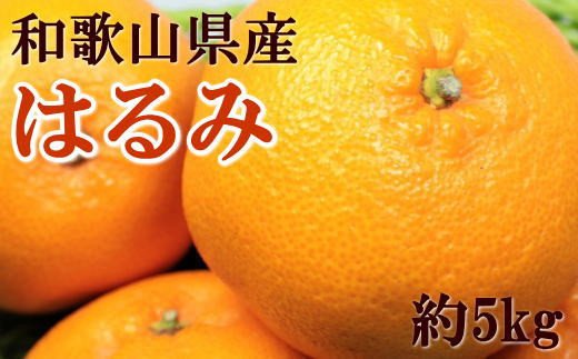 【大玉】和歌山県産はるみ約5kg(3L～5Lサイズおまかせ・ご家庭用) ※2024年3月上旬から下旬順次発送予定/ 果物 くだもの フルーツ 蜜柑  みかん|