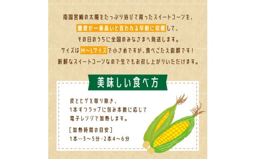 令和6年発送】宮崎県産 とうもろこし 小さめサイズ の スイート