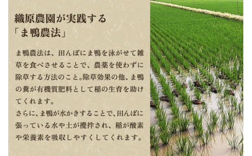 令和産新米無農薬・無化学肥料新潟産コシヒカリかも米