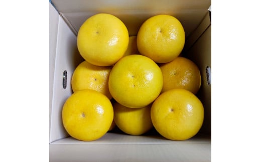 土佐文旦 家庭用 約3キロ(2L～4Lサイズ混合：5玉～9玉) 大玉