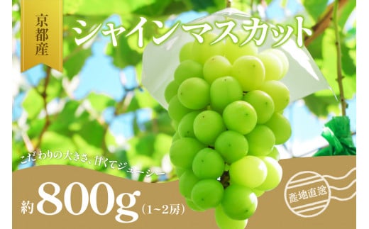 ＜京都産＞シャインマスカット　約800g （1～2房） 【007-02】 1027123 - 京都府木津川市