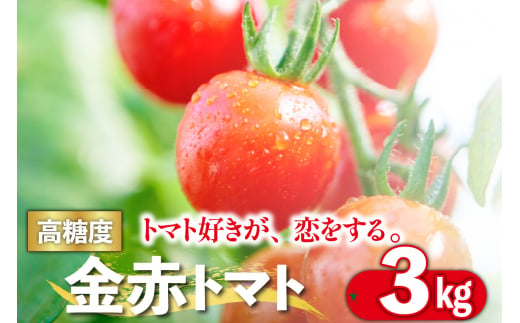 トマト好きが、恋をする。　3kg　金赤トマトミニ 1027121 - 愛知県常滑市