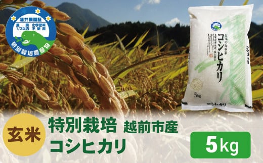 【令和5年度新米 玄米】特別栽培 越前市産コシヒカリ 5kg 291422 - 福井県越前市
