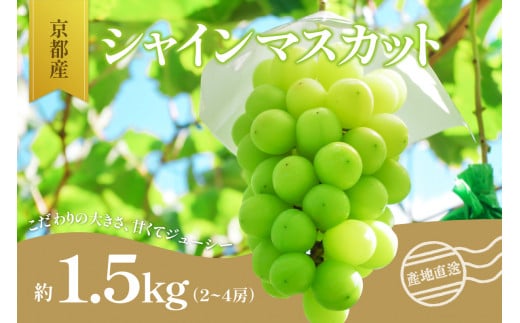 ＜京都産＞シャインマスカット　約1.5kg（2～4房） 【007-01】 1027122 - 京都府木津川市