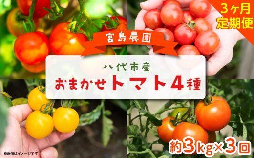 【先行予約】【定期便3回】おまかせトマト4種 3kg×3回 計9kg 八代市産 宮島農園 【2023年12月上旬より順次発送】