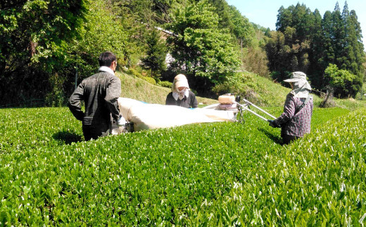 なごみ茶園の 煎茶 セット (かぶせ茶×2)