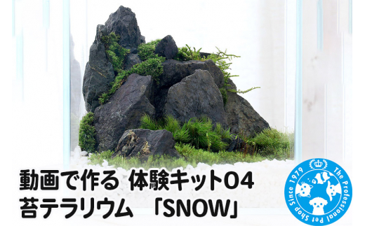 動画で作る 体験キット05 ハンギングボード流木エアープランツ「my