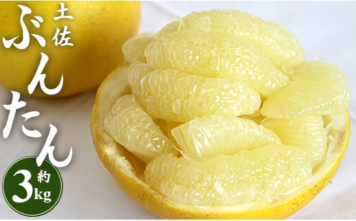間城農園 土佐文旦 約3kg(2L～4L) - 果物 フルーツ 柑橘 ぶんたん 特産品 ms-0064|間城農園