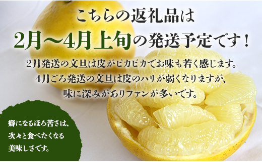 間城農園 土佐文旦 約3kg(2L～4L) - 果物 フルーツ 柑橘 ぶんたん 特産品 ms-0064