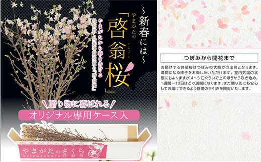 山形県産 啓翁桜 80cm 8本 ～開花から葉桜まで雅な華やかさをお楽しみいただけます～ 2023年12月下旬より発送予定 FSY-0863