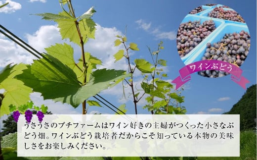 長野県大町市のふるさと納税 スパークリングワインセット　北天の雫&うさぎの泡ロゼ