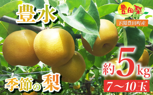 梨 5kg セット 7~10玉 大玉 なし 豊水 ほうすい 緩衝材 キャップ 付き フルーツ 季節 旬の 果物 期間 限定 9月 豊田の梨 豊田町 山口県産 下関 ギフト 贈答 夏 秋