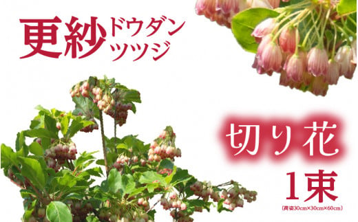 【先行予約】更紗ドウダンツツジ　切り花【2025年4月20日から5月20日まで発送】【ツツジ つつじ お花 花 はな フラワー 花 切り花 植物 家庭菜園 花壇  園芸 鉢物 】[m47-a003] 1116045 - 福井県美浜町