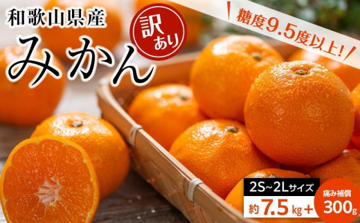 訳ありみかん約7.5kg箱＋痛み補償300g(2S～2Lサイズ混合)和歌山県産〈糖度9.5度以上〉 1031562 - 和歌山県海南市