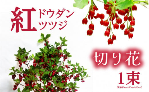 【先行予約】紅ドウダンツツジ　切り花】【2024年4月20日から5月20日まで発送】【ツツジ つつじ お花 花 はな フラワー 花 切り花 植物 家庭菜園 花壇  園芸 鉢物】 [m47-a002] 1116046 - 福井県美浜町