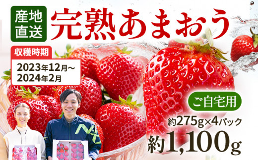【先行予約/数量限定】 あまおう 約275g×4パック 福岡県田川市産 あまおう いちご  苺