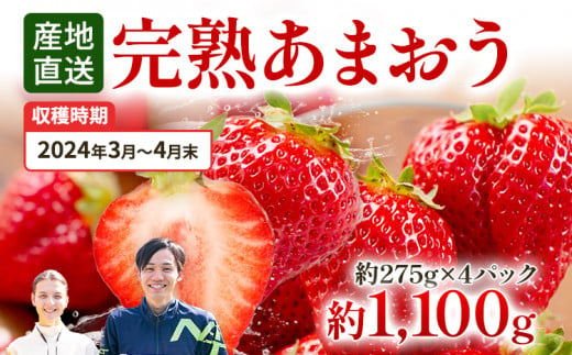 福岡県田川市のふるさと納税 福岡県田川市産 あまおう 約275g×4パック いちご 苺