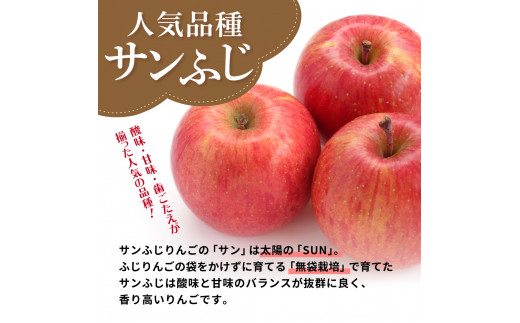 青森県五所川原市のふるさと納税 【2024年11月下旬発送】 サンふじ青森 訳あり りんご 10kg 程度 五所川原 不揃い