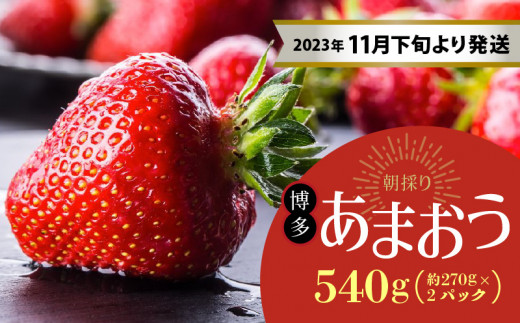 福岡県久留米市の今が旬の”いちご”特集！｜ふるさとチョイス