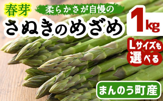 [先行予約!2025年2月下旬以降順次発送予定][Lサイズも選べる]春芽!アスパラガス さぬきのめざめ (約1kg/通常サイズ・Lサイズ以上) [man116・man117] [Aglio nero]