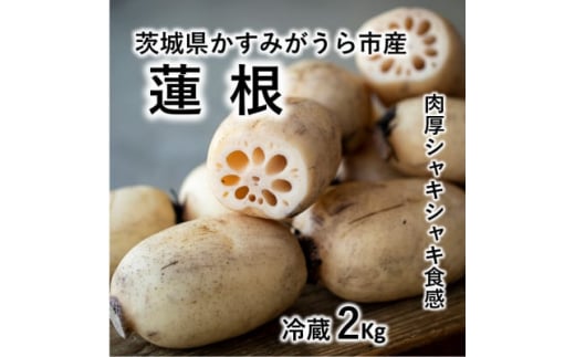 肉厚でシャキシャキの食感と甘みが特徴　　掘りたて れんこん　2Kg(2～4本)【1370489】 1105831 - 茨城県かすみがうら市