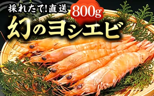 【先行予約】幻のヨシエビ 計800g【2024年12月以降順次発送】  《豊前市》【豊築漁業協同組合】 エビ えび 海老 蝦 [VAG012] 1033647 - 福岡県豊前市