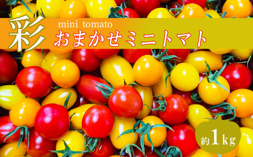 おたのしみ ミニトマト 1kg サザキ農園 904859 - 熊本県玉名市