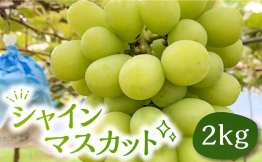 【先行予約】シャインマスカット 2kg 【2024年9月中旬以降順次発送】《豊前市》【山田農場 フルーツランド】 ぶどう マスカット 葡萄 [VCY005]