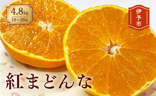 みかん 愛媛 紅まどんな（4.8kg） 人気 数量限定 先行予約 柑橘 伊予市｜C06