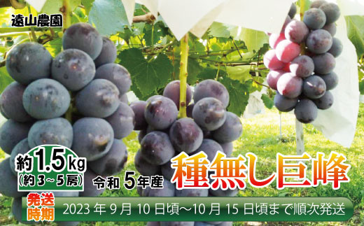 No.5657-3798]令和5年産【種なし巨峰】約1.5kg（約3～5房） 長野県産