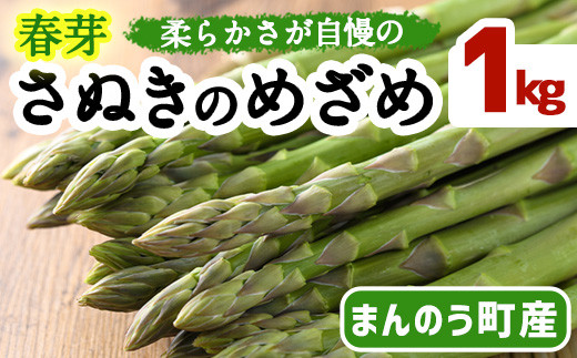 [期間限定!2024年2月下旬以降順次発送予定][Lサイズも選べる]春芽!太物アスパラガス「さぬきのめざめ」(約1kg) [man116・man117][Aglio nero]