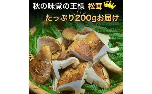 京都丹波鶏 と 松茸 すき焼き セット《鶏肉 600g 松茸 200g》特製割下