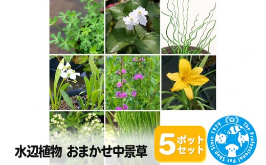 水辺植物 おまかせ中景草×5ポットセット 962148 - 群馬県邑楽町
