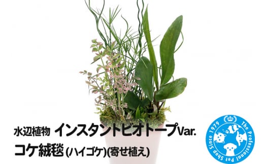水辺植物 インスタントビオトープ Var.コケ絨毯(ハイゴケ)(寄せ植え) 962153 - 群馬県邑楽町