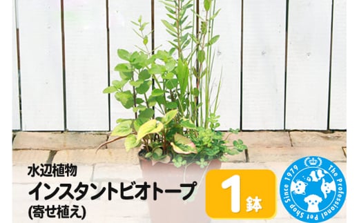 水辺植物 インスタントビオトープ(寄せ植え)(1鉢) 962152 - 群馬県邑楽町