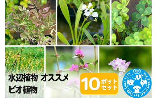 水辺植物 オススメ ビオ植物×10ポット 962150 - 群馬県邑楽町