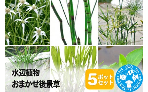 水辺植物 おまかせ後景草×5ポットセット 985320 - 群馬県邑楽町